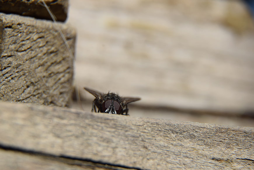 Close-up of a fly on weathered wood