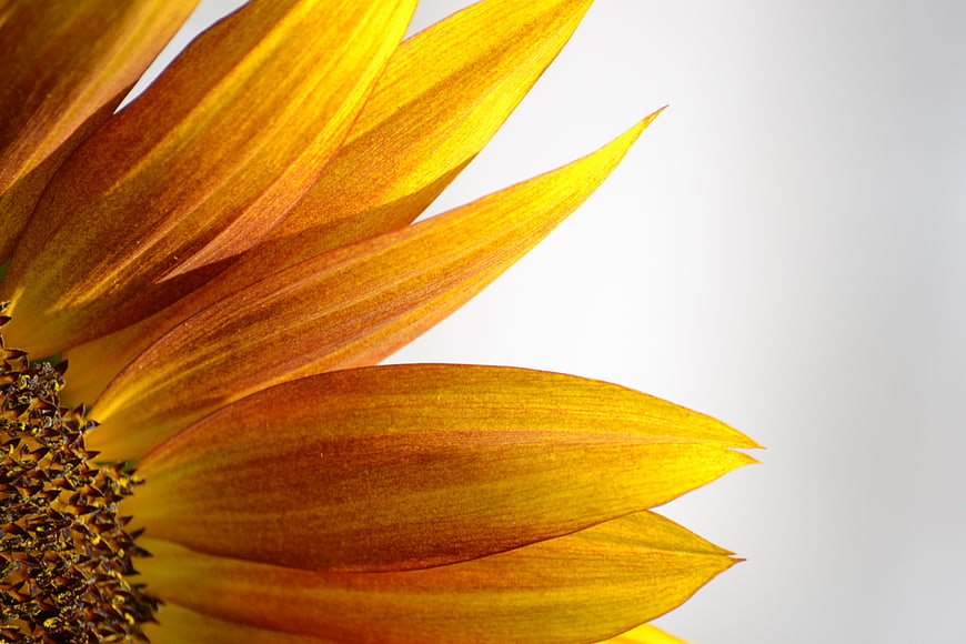 Close-up of Sunflower Petals with Textured Center