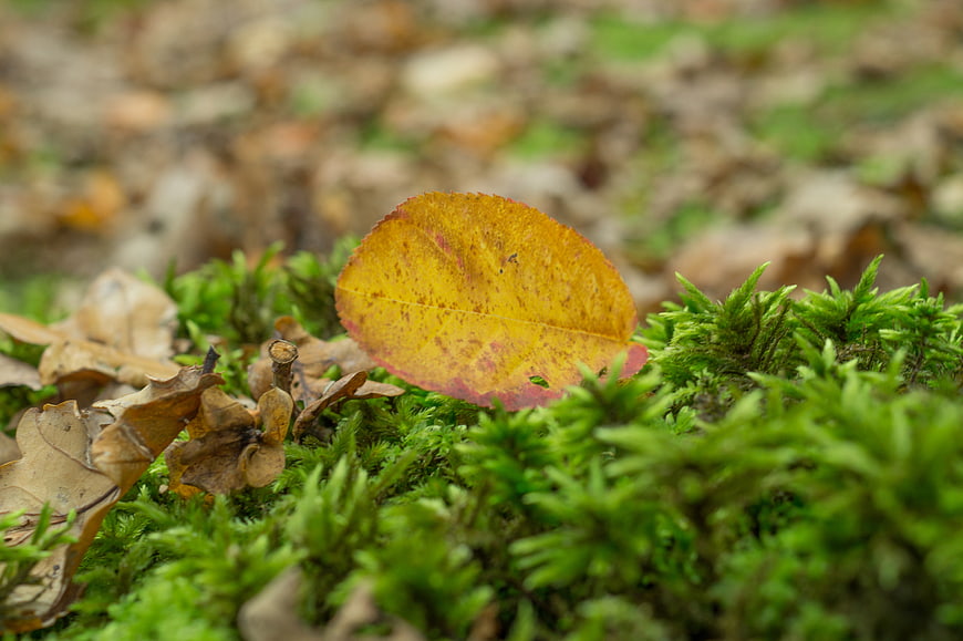 Yellow autumn leaf on green moss forest floor