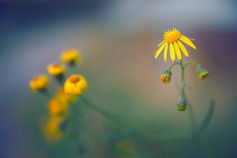 Yellow wildflower with buds and blurred bokeh background