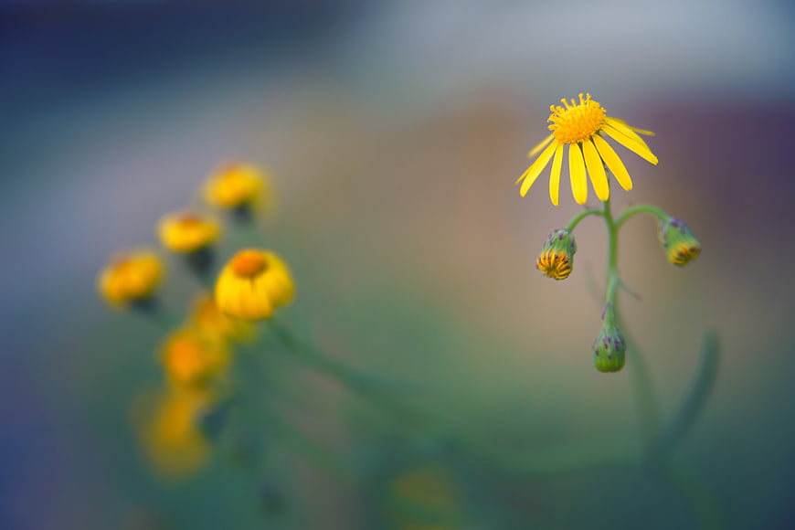 Yellow wildflower with buds and blurred bokeh background