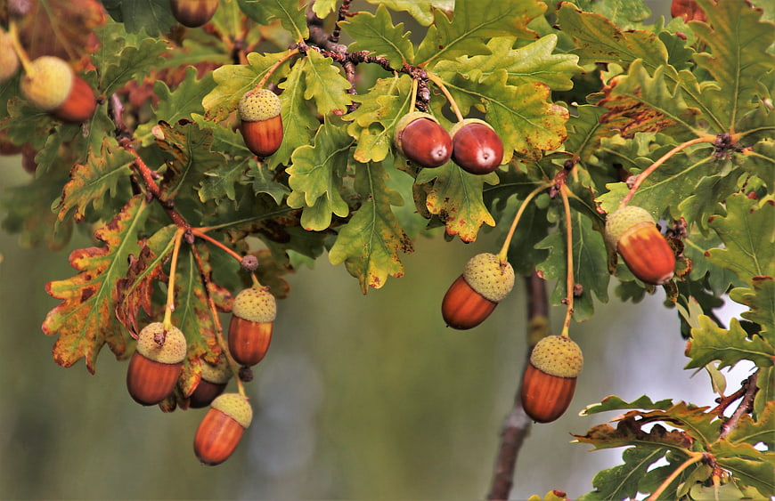 Ripe Acorns Hanging on Oak Branch with Green Leaves in Autumn