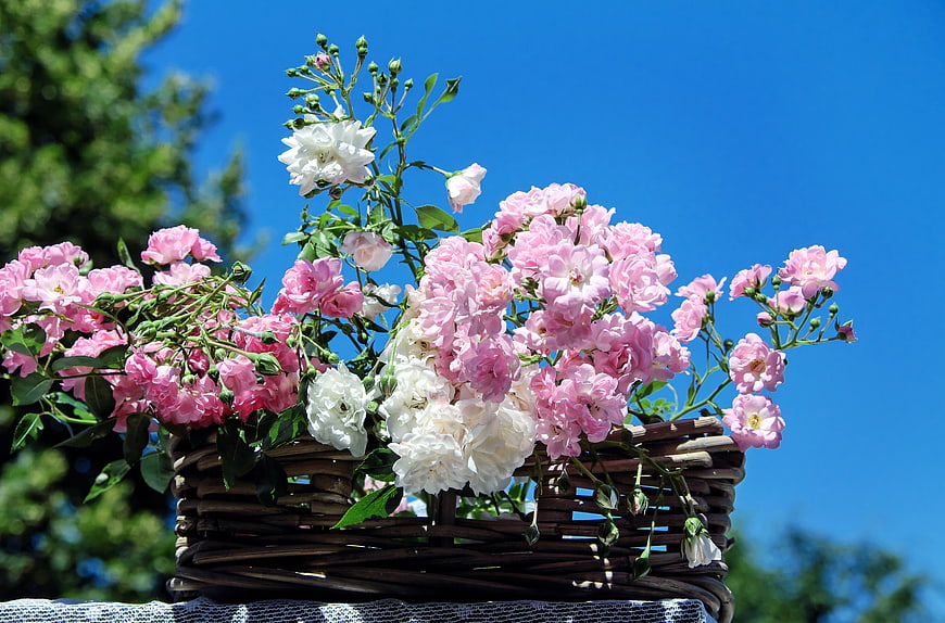 Pink and white roses in a wicker basket against blue sky