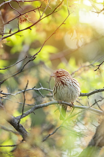 Small brown bird perched on branch in sunlight