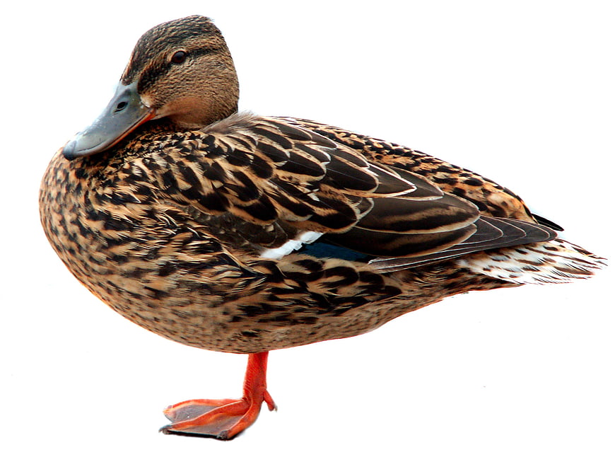 Mallard Duck Standing on One Leg Isolated on White