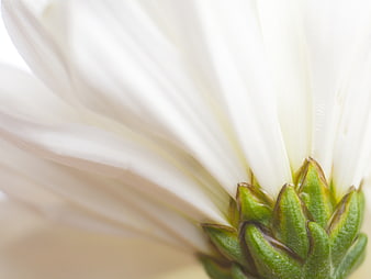 Macro Close-Up of White Flower Petals and Green Sepals