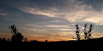 Silhouette of Plants Against Dramatic Sunset Sky