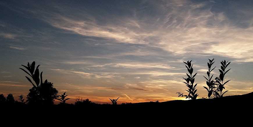 Silhouette of Plants Against Dramatic Sunset Sky