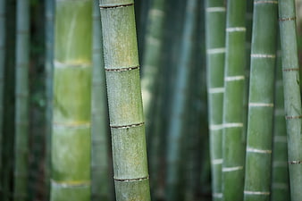 Close-up of green bamboo stalks in a forest