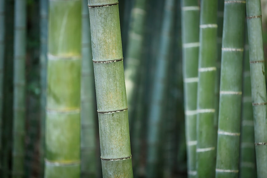 Close-up of green bamboo stalks in a forest