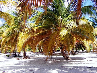 Tropical Palm Trees on White Sandy Beach