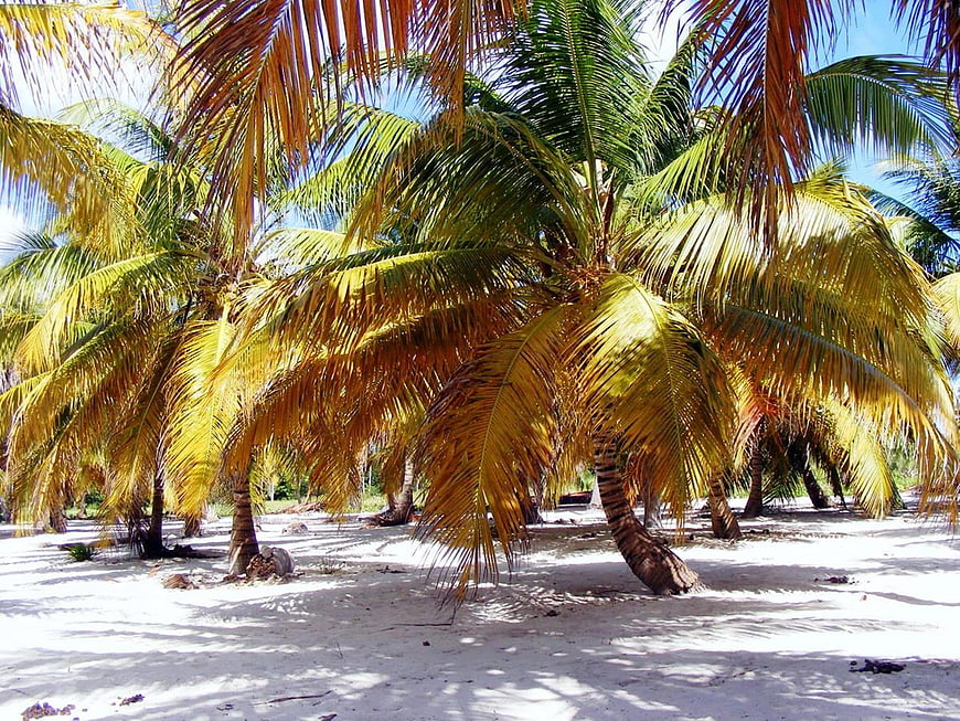 Tropical Palm Trees on White Sandy Beach