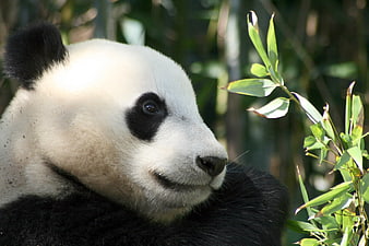 Close-up of Giant Panda Eating Bamboo in Natural Habitat
