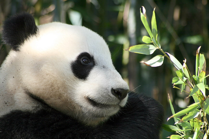 Close-up of Giant Panda Eating Bamboo in Natural Habitat