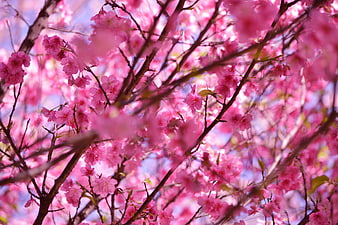Vibrant Pink Cherry Blossoms in Spring Bloom