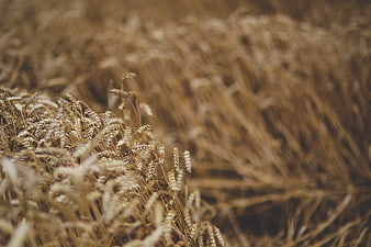 Golden wheat field close-up with shallow depth of field