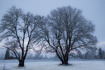 Snowy Winter Trees in a Cold Rural Landscape