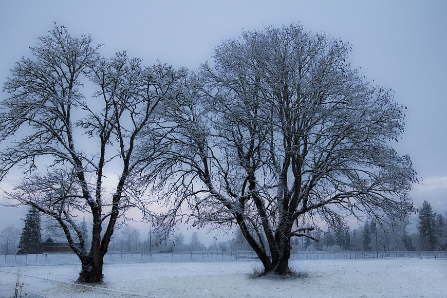 Snowy Winter Trees in a Cold Rural Landscape