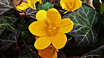 Close-up of vibrant yellow crocus flower with raindrops