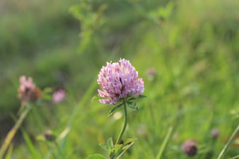 Pink Red Clover Flower in Green Meadow