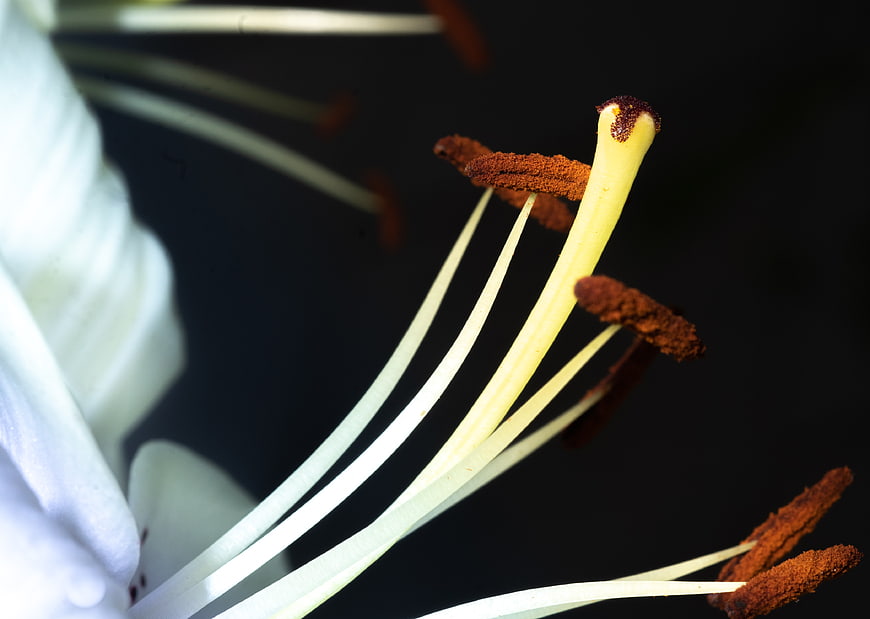 Macro Close-Up of White Lily Stamen and Pollen