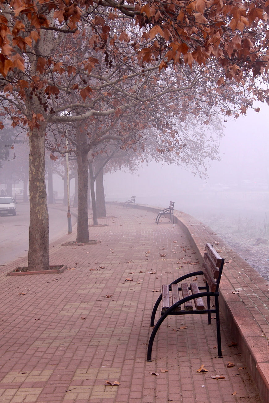 Foggy Autumn Park Path with Benches and Trees