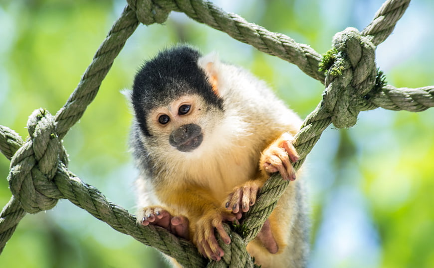 Cute Squirrel Monkey Clinging to Rope in Green Forest