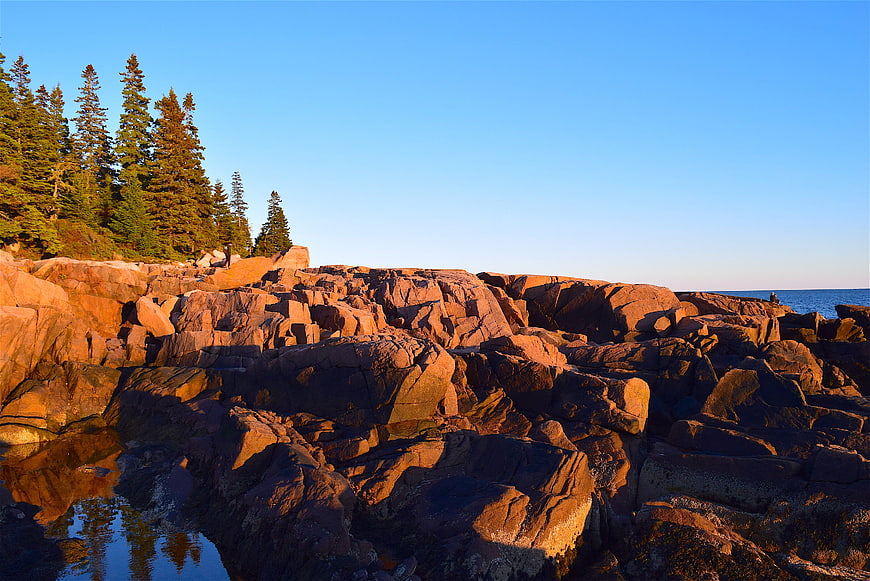 Golden Hour Sunlight on Rocky Maine Coastline with Pine Trees