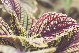 Close-up of vibrant purple and green coleus leaves
