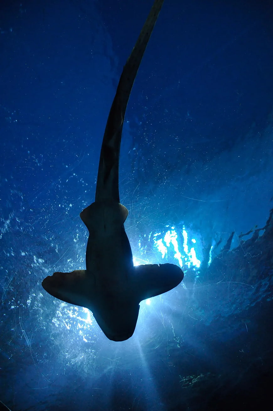 Silhouette of a Hammerhead Shark Swimming Underwater