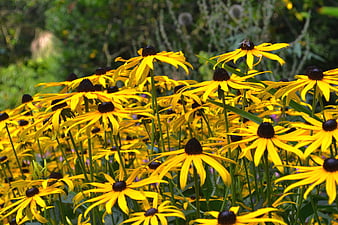 Vibrant yellow black-eyed susans blooming in a summer garden