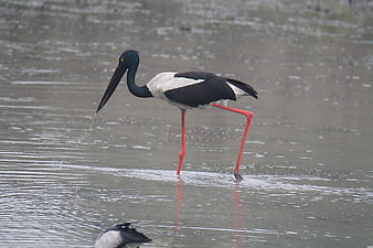 Black-necked Stork Walking in Shallow Water