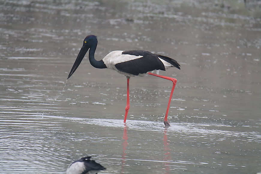 Black-necked Stork Walking in Shallow Water