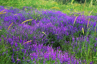 Vibrant purple wildflowers blooming in a lush green meadow