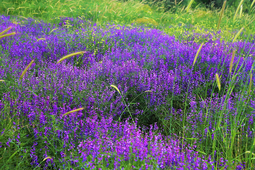 Vibrant purple wildflowers blooming in a lush green meadow