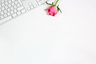 Pink Rose and White Keyboard on Minimalist Desk Background