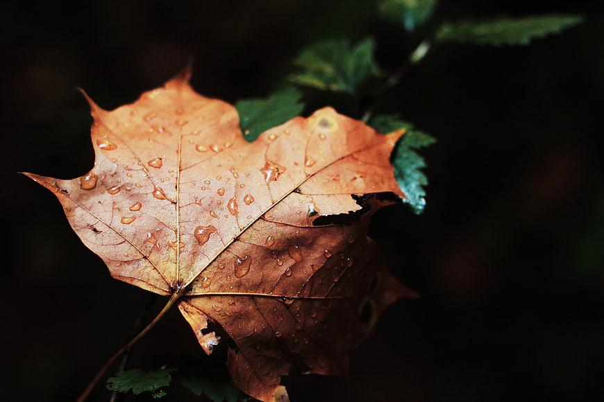Wet Autumn Maple Leaf with Raindrops on Dark Background