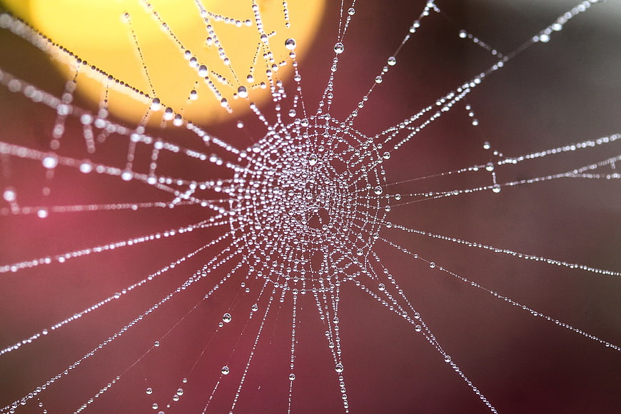 Macro photography of dew-covered spiderweb with bokeh background