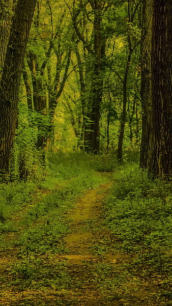 Sunlit Forest Path with Green Foliage and Tall Trees