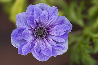 Close-up of a purple anemone flower with water droplets