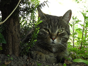 Tabby Cat Resting in Garden Shade