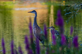Great Blue Herons Standing in Marsh with Purple Flowers