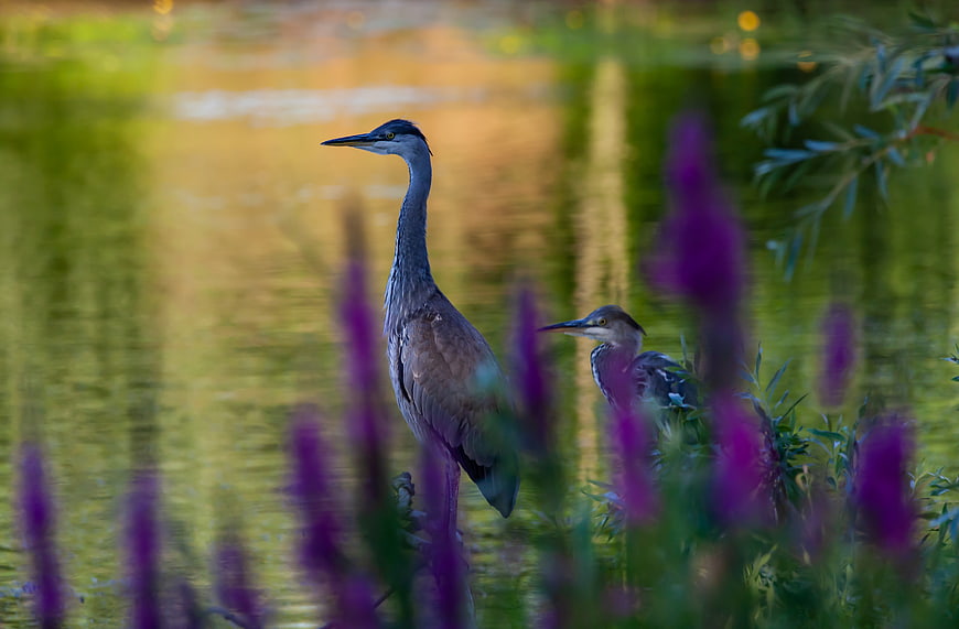 Great Blue Herons Standing in Marsh with Purple Flowers