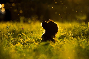 Silhouette of a puppy in golden grass at sunset