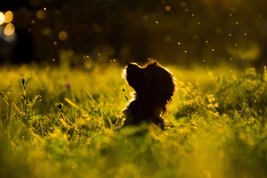 Silhouette of a puppy in golden grass at sunset