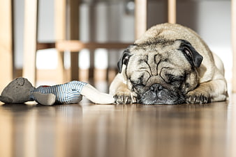 Sleeping pug dog with toy on wooden floor