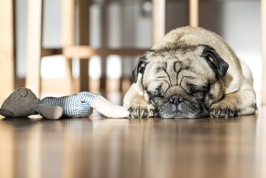 Sleeping pug dog with toy on wooden floor