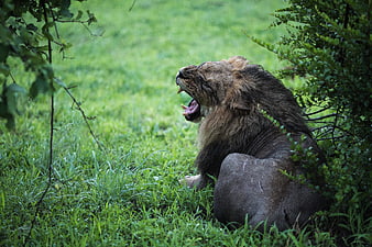 Male Lion Yawning in Green Grass