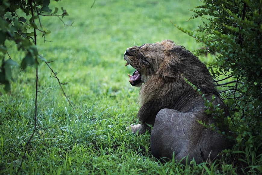 Male Lion Yawning in Green Grass