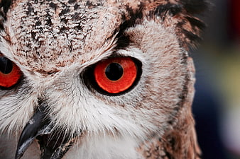 Close-up of an owl with intense red eyes and detailed feathers